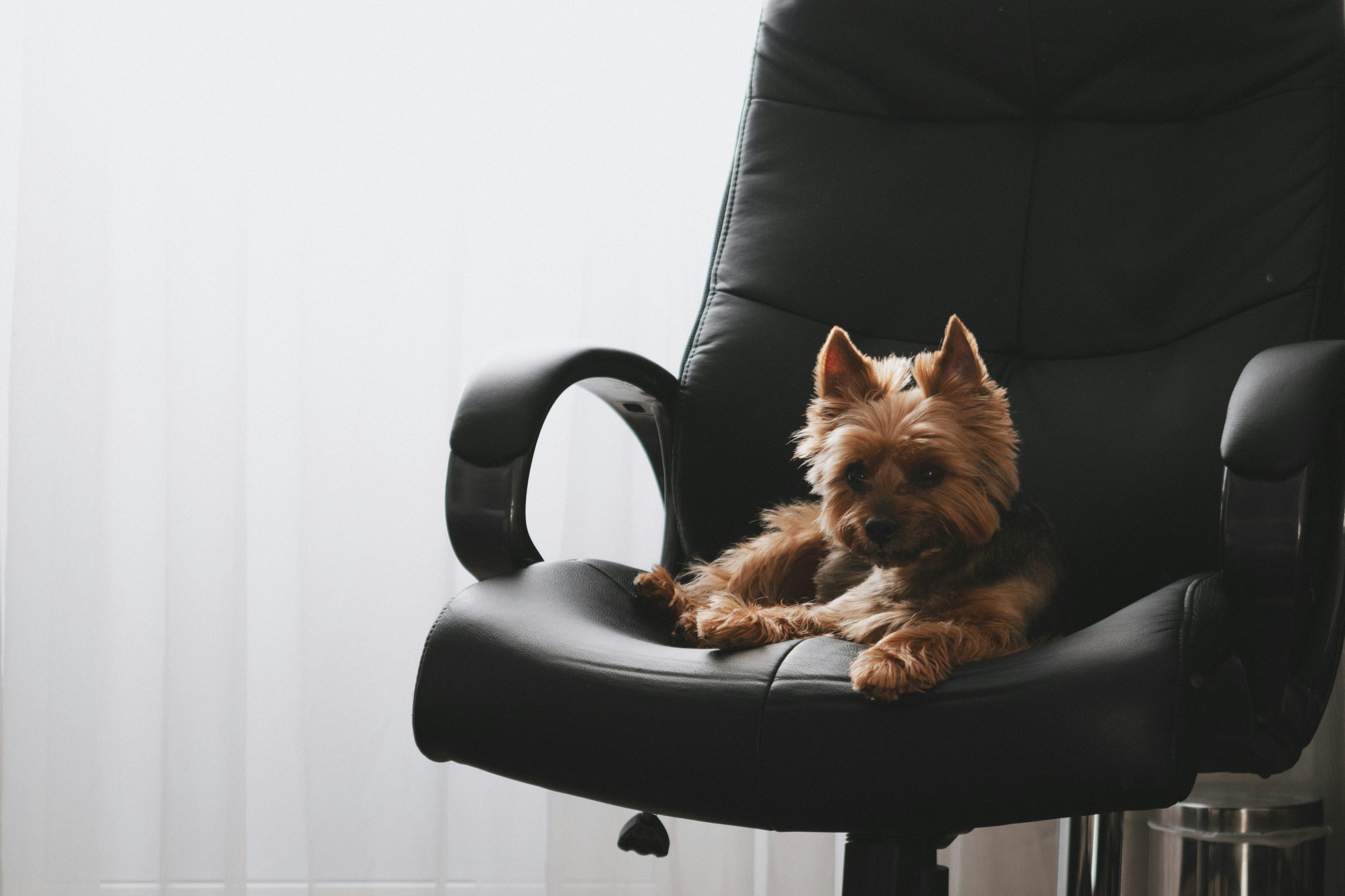 Preparing for and Implementing a Dog-Friendly Office